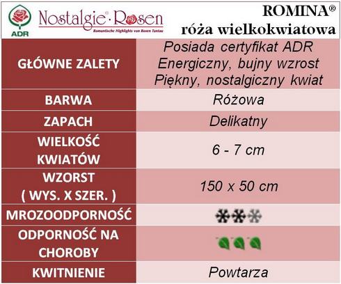 Romina róże wielkokwiatowe gł.zal